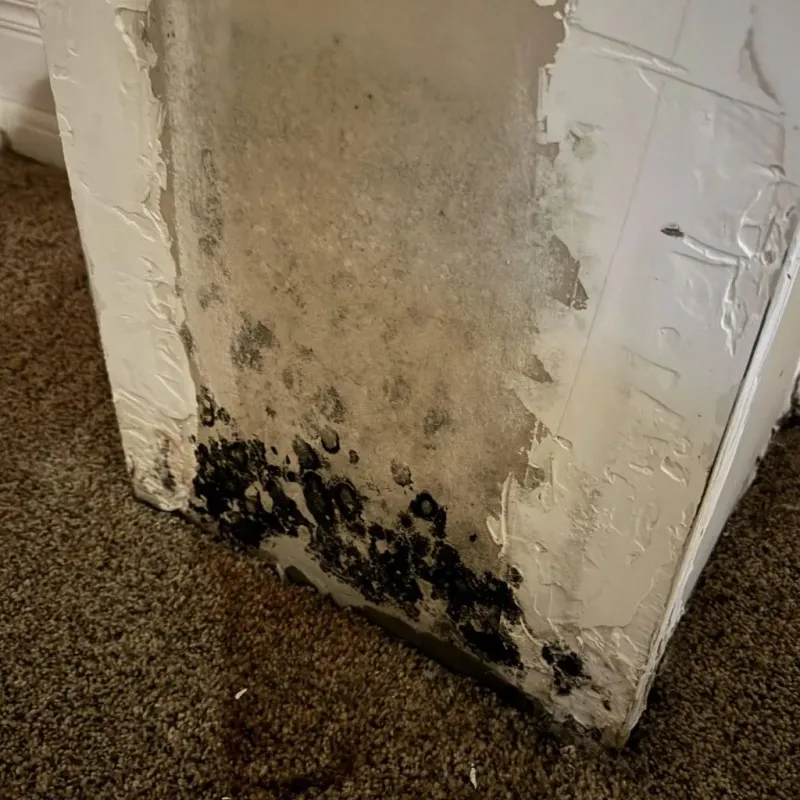 Professional Mold Removal in George, IA